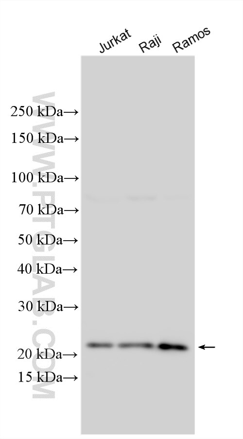Western Blot (WB) analysis of various lysates using RHOH Polyclonal antibody (27263-1-AP)