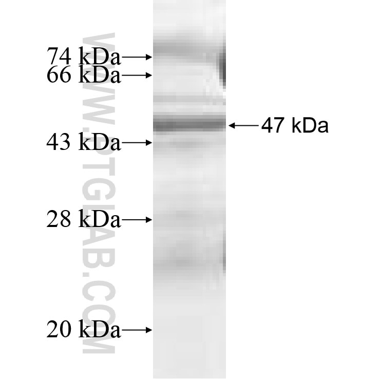 RHOH fusion protein Ag9498 SDS-PAGE