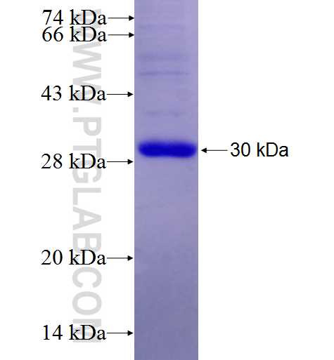 RHOJ fusion protein Ag6001 SDS-PAGE