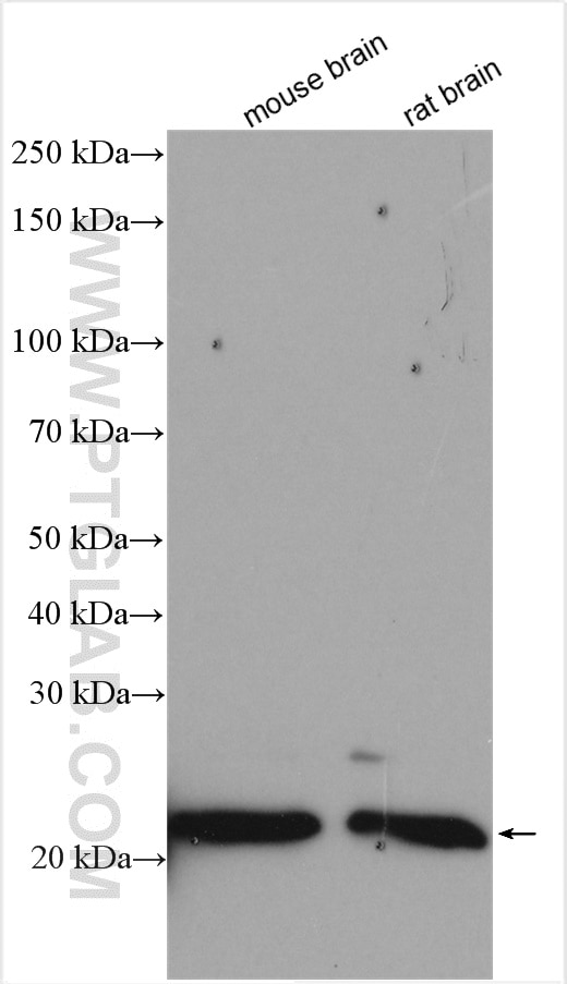 Western Blot (WB) analysis of various lysates using RHOQ/TC10 Polyclonal antibody (17805-1-AP)