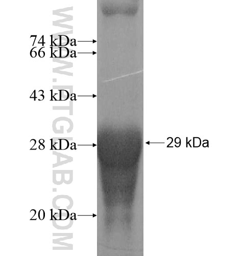 RHOQ fusion protein Ag12078 SDS-PAGE