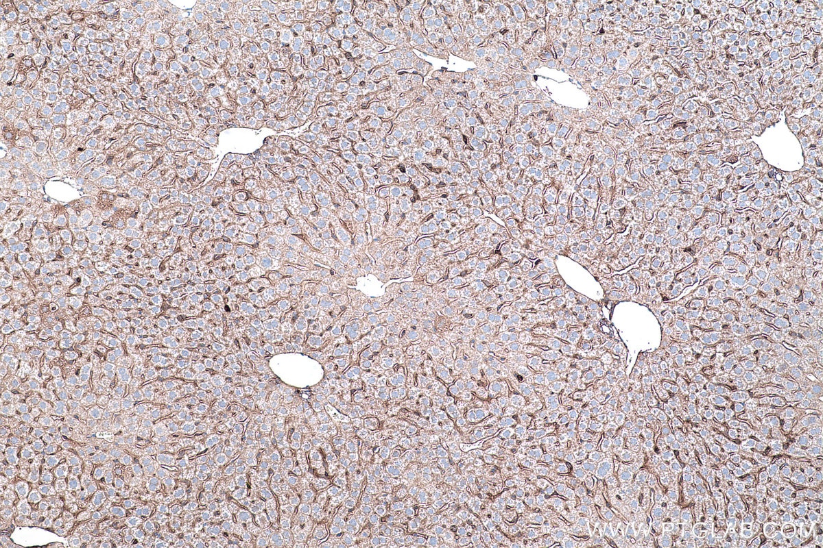 Immunohistochemistry (IHC) staining of mouse liver tissue using RHOQ/TC10 Monoclonal antibody (67213-1-Ig)