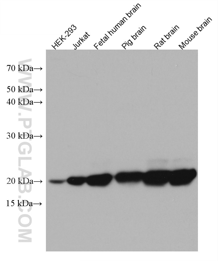 Western Blot (WB) analysis of various lysates using RHOQ/TC10 Monoclonal antibody (67213-1-Ig)