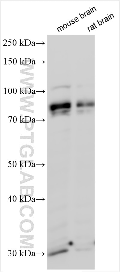 Western Blot (WB) analysis of various lysates using MIRO1 Polyclonal antibody (21560-1-AP)