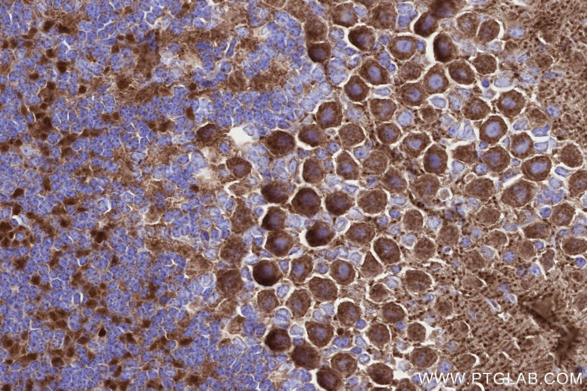 Immunohistochemistry (IHC) staining of mouse cerebellum tissue using MIRO1 Recombinant monoclonal antibody (84055-5-RR)