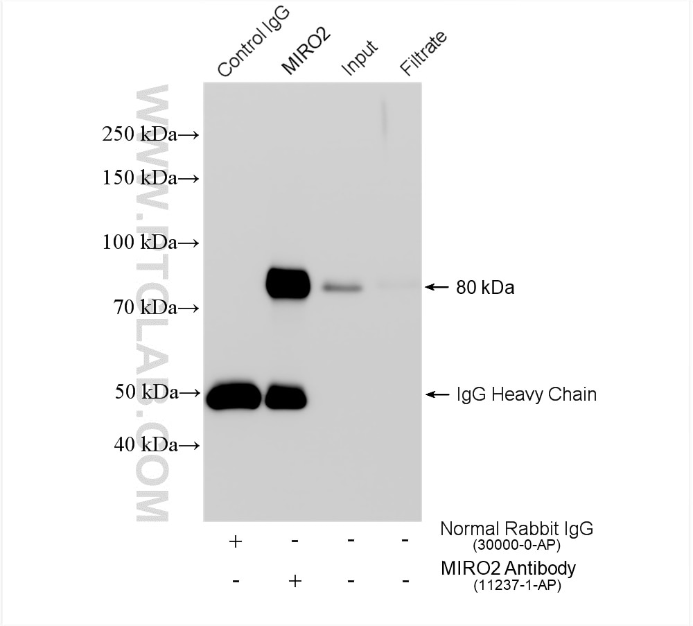 Immunoprecipitation (IP) experiment of L02 cells using MIRO2 Polyclonal antibody (11237-1-AP)