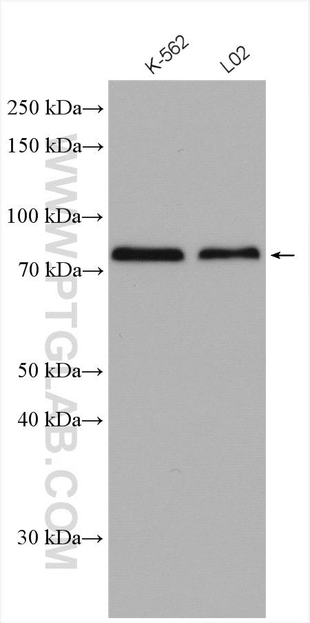 Western Blot (WB) analysis of various lysates using MIRO2 Polyclonal antibody (11237-1-AP)