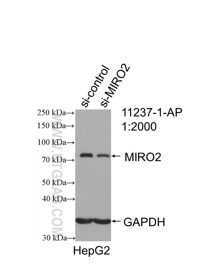 Western Blot (WB) analysis of HepG2 cells using MIRO2 Polyclonal antibody (11237-1-AP)