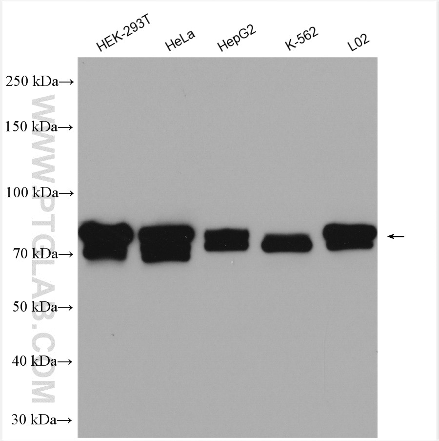 Western Blot (WB) analysis of various lysates using MIRO2 Polyclonal antibody (11237-1-AP)