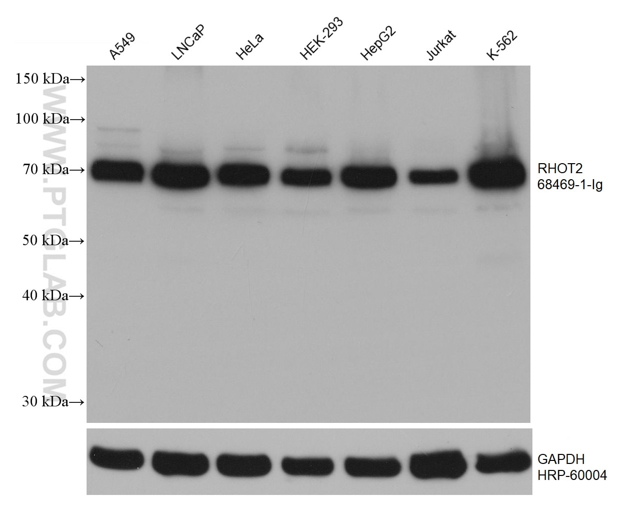 Western Blot (WB) analysis of various lysates using RHOT2 Monoclonal antibody (68469-1-Ig)