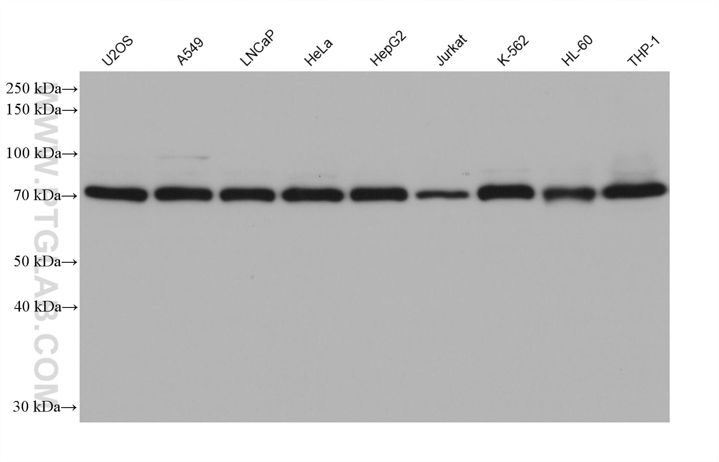 Western Blot (WB) analysis of various lysates using RHOT2 Monoclonal antibody (68469-1-Ig)