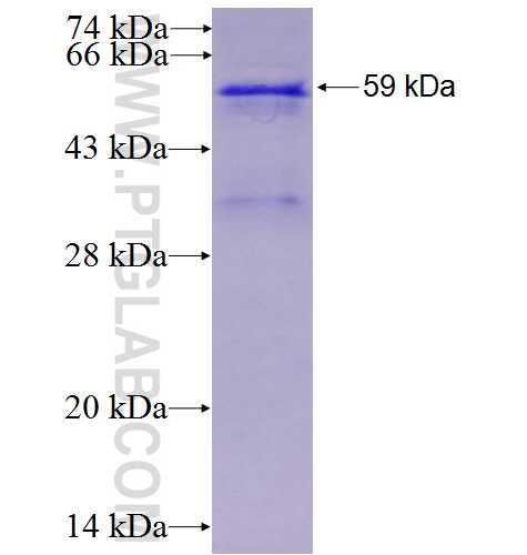 RHOT2 fusion protein Ag1752 SDS-PAGE