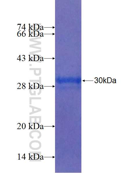 RHOV fusion protein Ag24331 SDS-PAGE