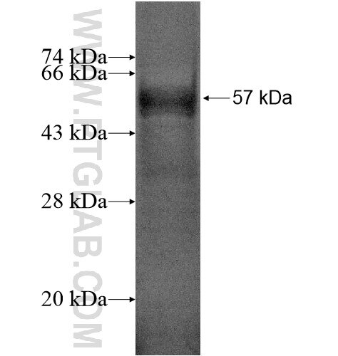RHOXF1 fusion protein Ag12900 SDS-PAGE