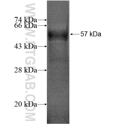 RHOXF1 fusion protein Ag12900 SDS-PAGE