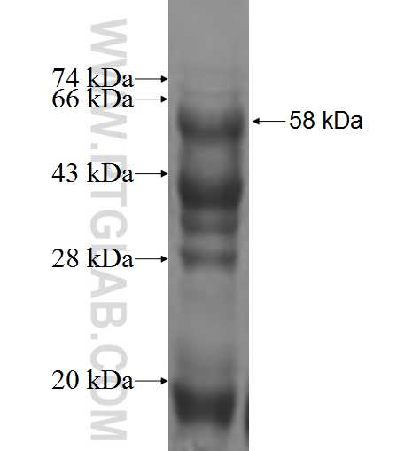 RHOXF2 fusion protein Ag3602 SDS-PAGE