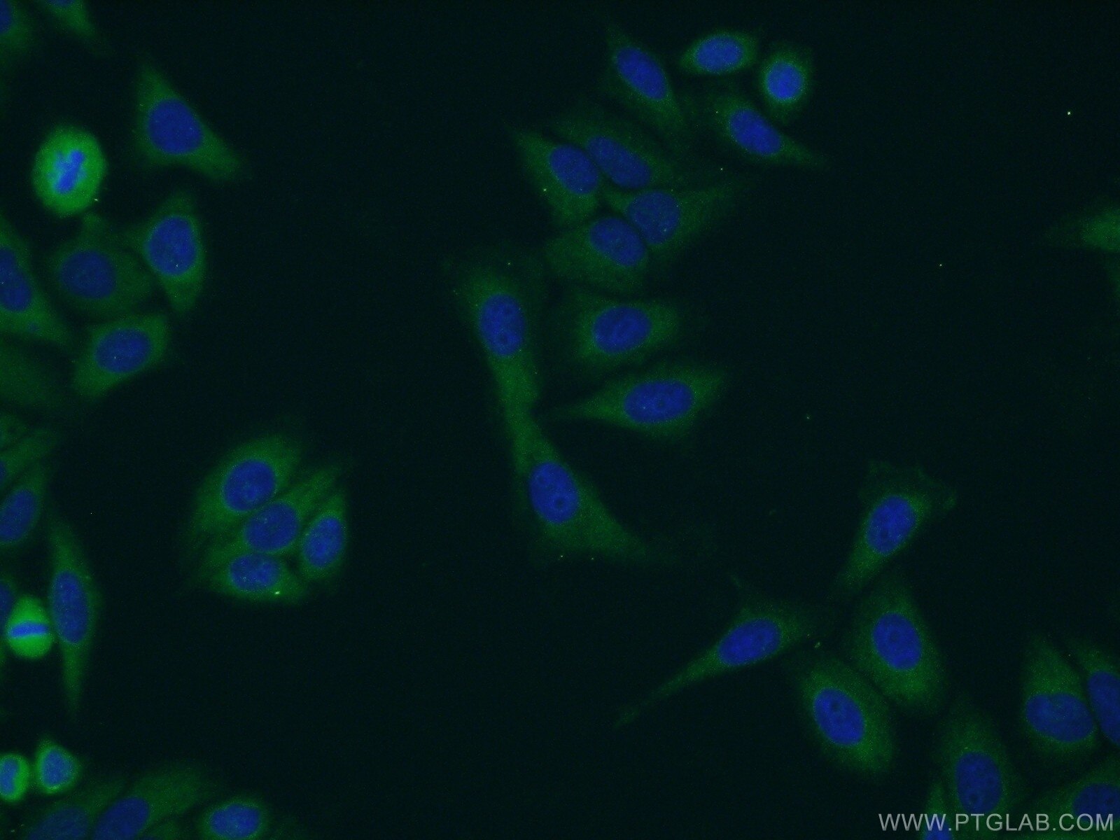 IF Staining of HepG2 using 12671-1-AP