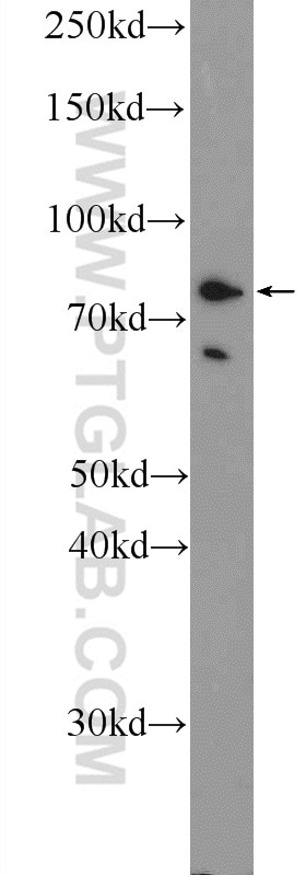 Western Blot (WB) analysis of HepG2 cells using RHPN2 Polyclonal antibody (12671-1-AP)