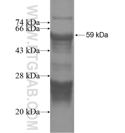 RHPN2 fusion protein Ag3353 SDS-PAGE