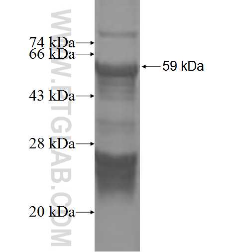 RHPN2 fusion protein Ag3353 SDS-PAGE