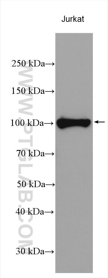 Western Blot (WB) analysis of various lysates using RIAM Polyclonal antibody (13500-1-AP)