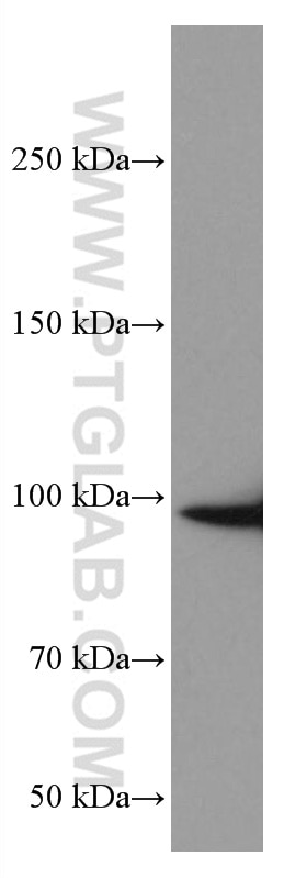 Western Blot (WB) analysis of HL-60 cells using RIAM Monoclonal antibody (67143-1-Ig)