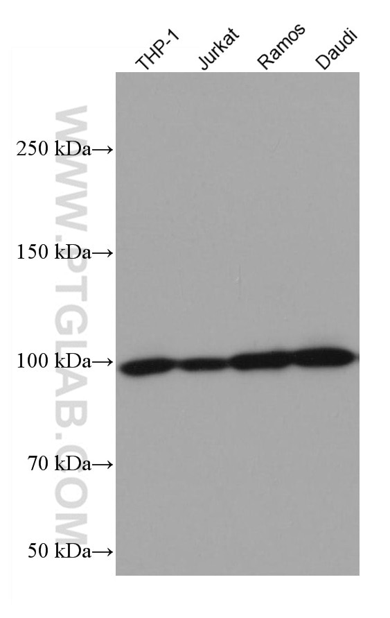 Western Blot (WB) analysis of various lysates using RIAM Monoclonal antibody (67143-1-Ig)