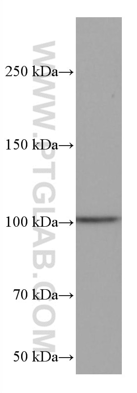 Western Blot (WB) analysis of Raji cells using RIAM Monoclonal antibody (67143-1-Ig)