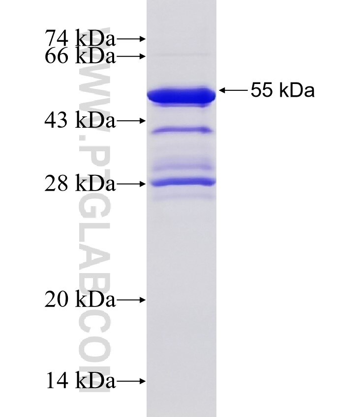 RIAM,APBB1IP fusion protein Ag4327 SDS-PAGE