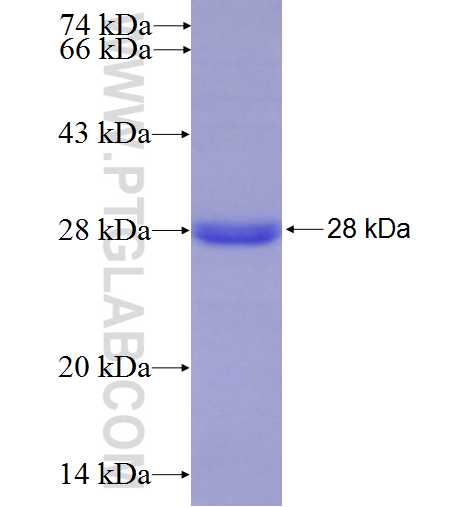 RIAM,APBB1IP fusion protein Ag4602 SDS-PAGE