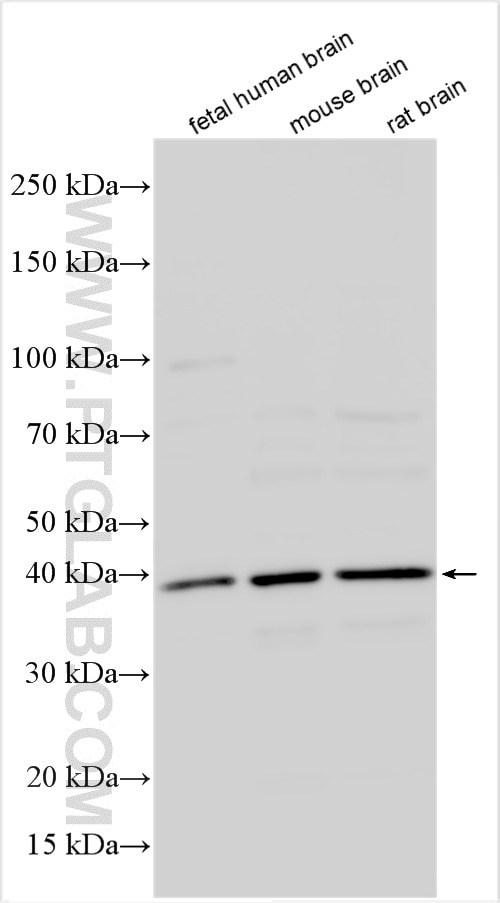 Western Blot (WB) analysis of various lysates using RIBC2 Polyclonal antibody (15272-1-AP)