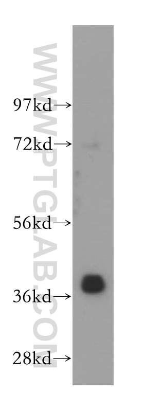 Western Blot (WB) analysis of human brain tissue using RIBC2 Polyclonal antibody (15272-1-AP)