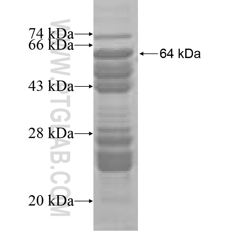 RIBC2 fusion protein Ag7385 SDS-PAGE
