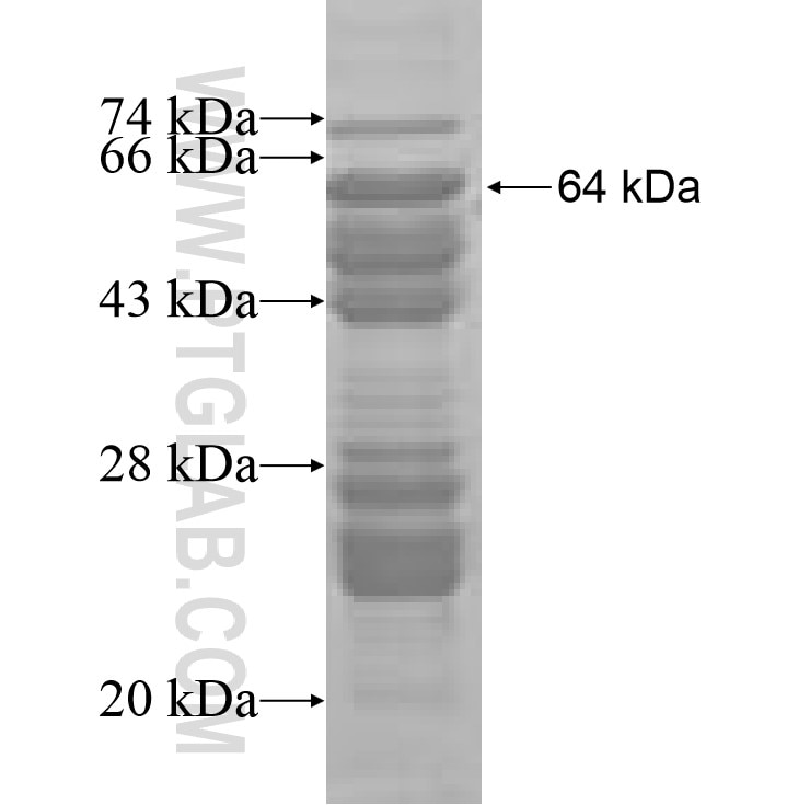 RIBC2 fusion protein Ag7385 SDS-PAGE