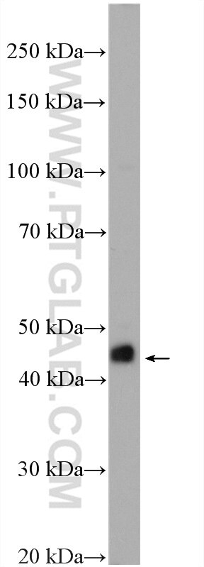 Western Blot (WB) analysis of mouse heart tissue using RIC3 Polyclonal antibody (27776-1-AP)