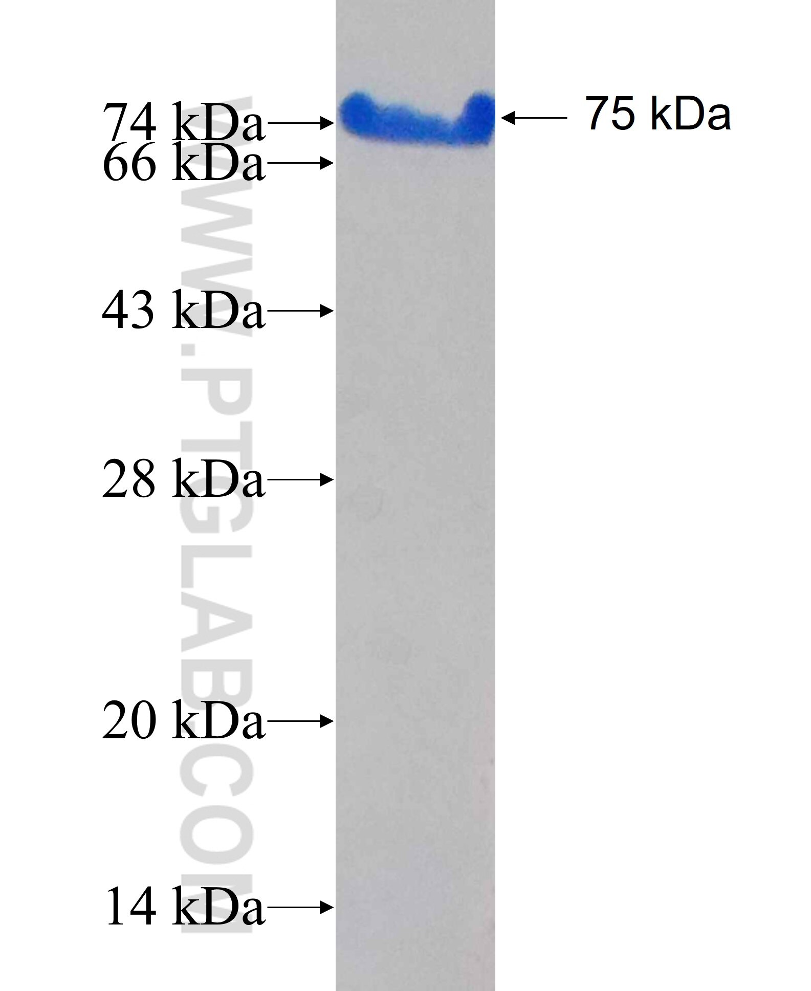 RIC3 fusion protein Ag26740 SDS-PAGE