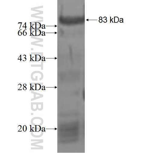 RIC3 fusion protein Ag3479 SDS-PAGE