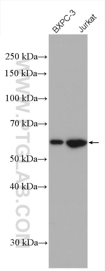 Western Blot (WB) analysis of various lysates using RIC8A Polyclonal antibody (11138-1-AP)