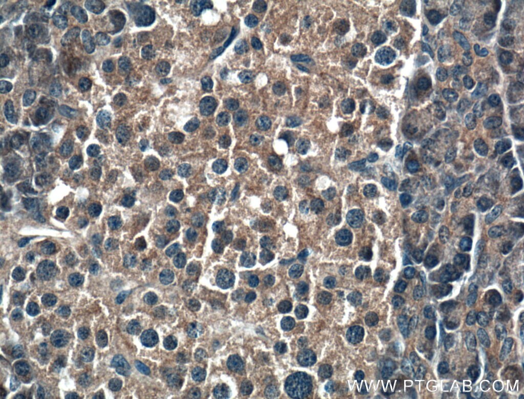 Immunohistochemistry (IHC) staining of human pancreas tissue using RIC8A Monoclonal antibody (66625-1-Ig)