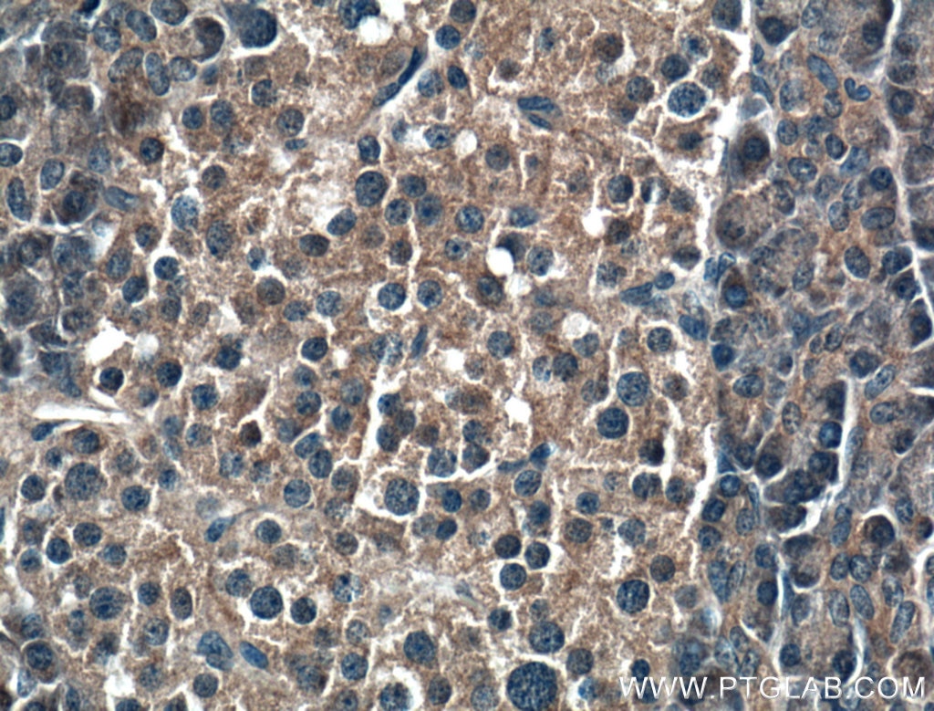 IHC staining of human pancreas using 66625-1-Ig