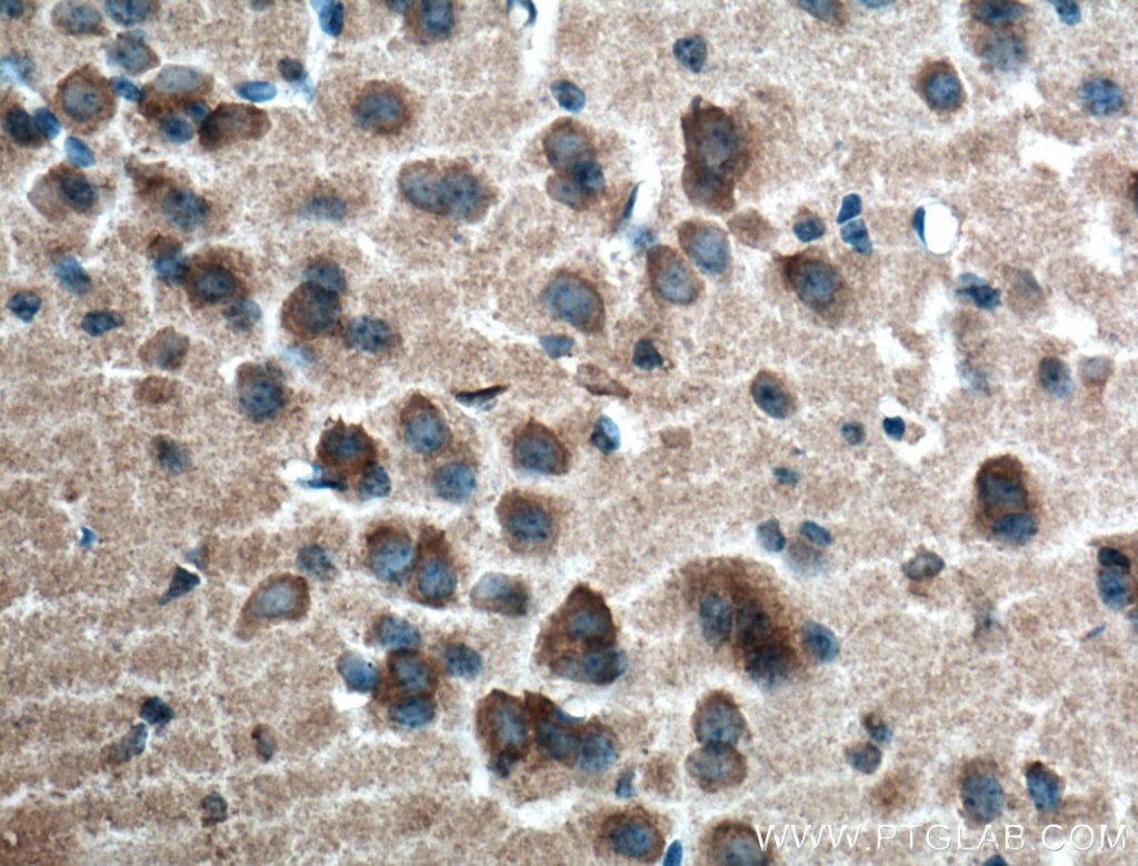 Immunohistochemistry (IHC) staining of mouse brain tissue using RIC8A Monoclonal antibody (66625-1-Ig)