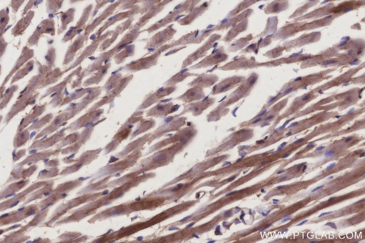 IHC staining of mouse heart using 66625-1-Ig Immunohistochemistry (IHC) staining of mouse heart tissue using RIC8A Monoclonal antibody (66625-1-Ig)