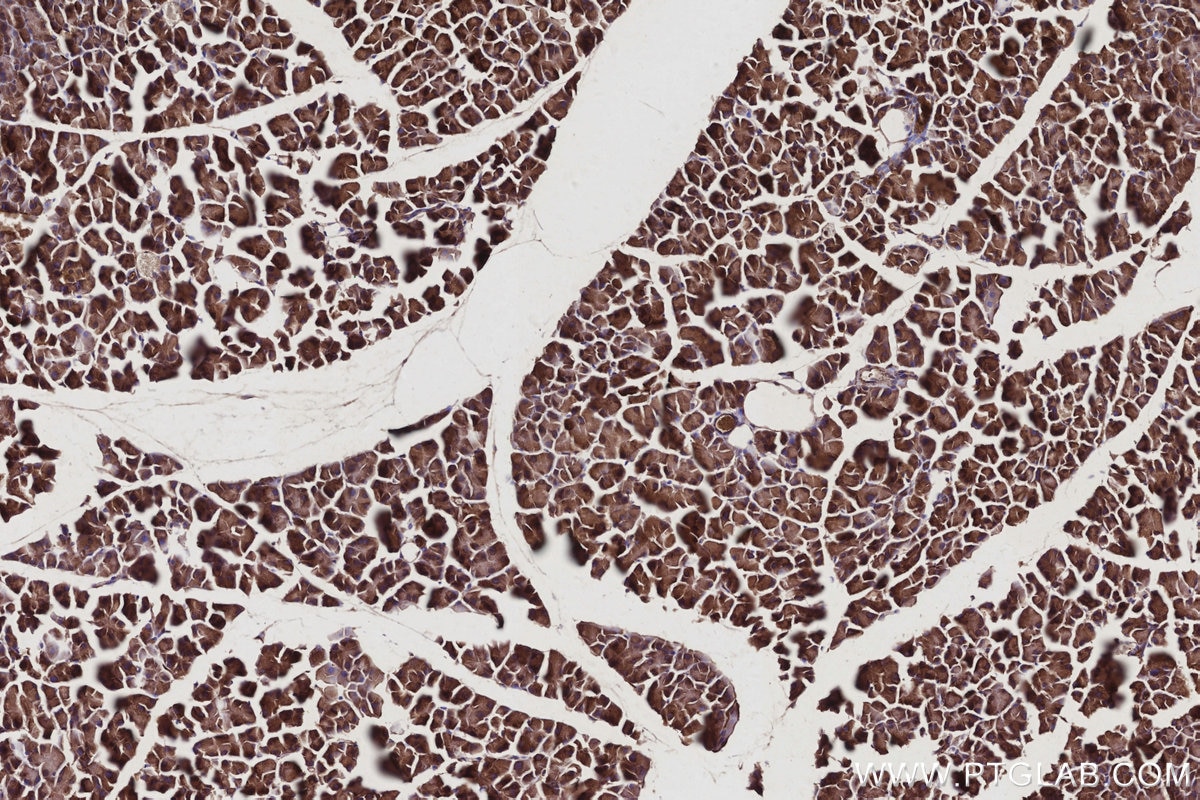 IHC staining of mouse pancreas using 66625-1-Ig Immunohistochemistry (IHC) staining of mouse pancreas tissue using RIC8A Monoclonal antibody (66625-1-Ig)