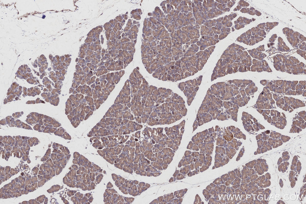 IHC staining of rat pancreas using 66625-1-Ig Immunohistochemistry (IHC) staining of rat pancreas tissue using RIC8A Monoclonal antibody (66625-1-Ig)