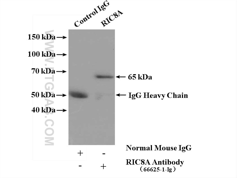 Immunoprecipitation (IP) experiment of HEK-293 cells using RIC8A Monoclonal antibody (66625-1-Ig)