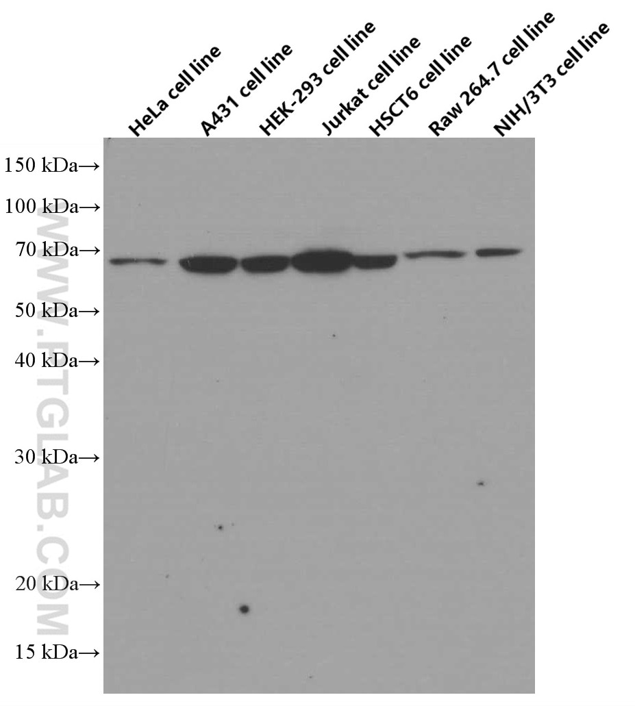 Western Blot (WB) analysis of HeLa cells using RIC8A Monoclonal antibody (66625-1-Ig)