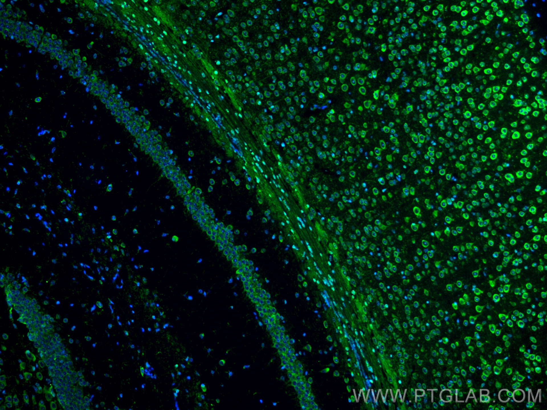 Immunofluorescence (IF) / fluorescent staining of mouse brain tissue using CoraLite® Plus 488-conjugated RIC8A Monoclonal ant (CL488-66625)