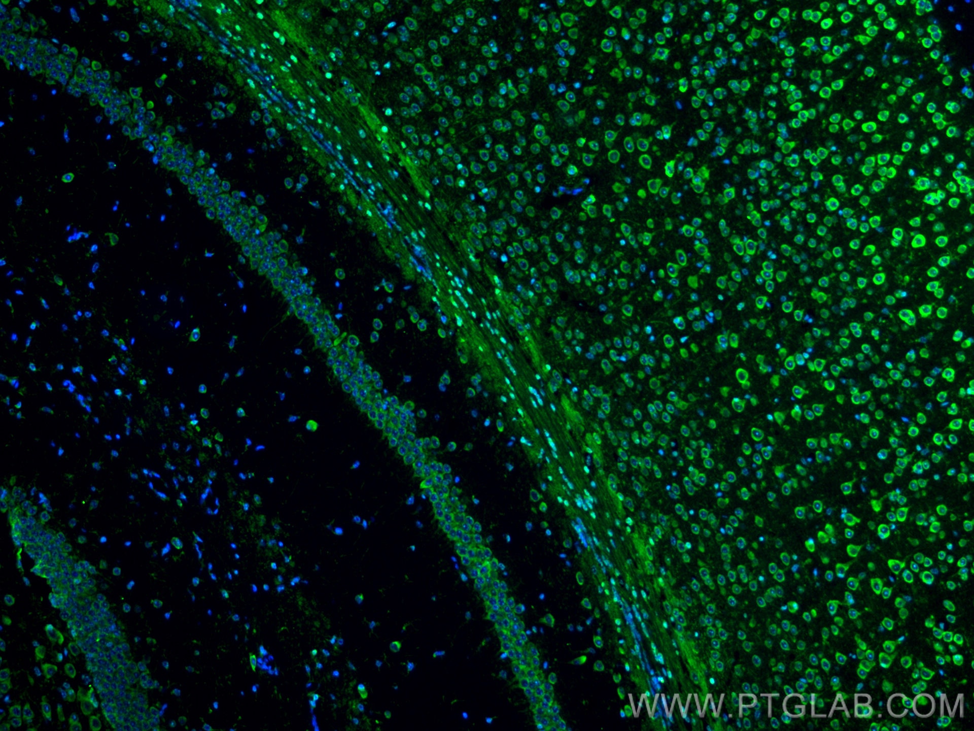 Immunofluorescence (IF) / fluorescent staining of mouse brain tissue using CoraLite® Plus 488-conjugated RIC8A Monoclonal ant (CL488-66625)