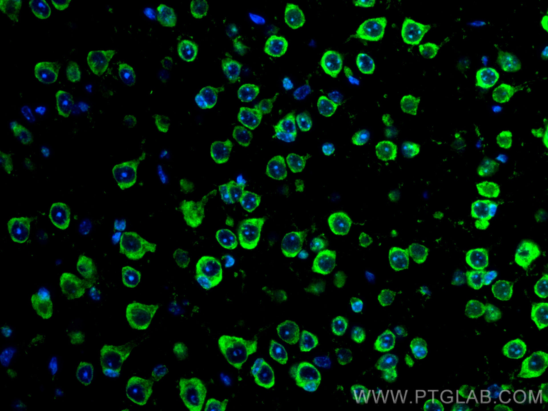 Immunofluorescence (IF) / fluorescent staining of mouse brain tissue using CoraLite® Plus 488-conjugated RIC8A Monoclonal ant (CL488-66625)
