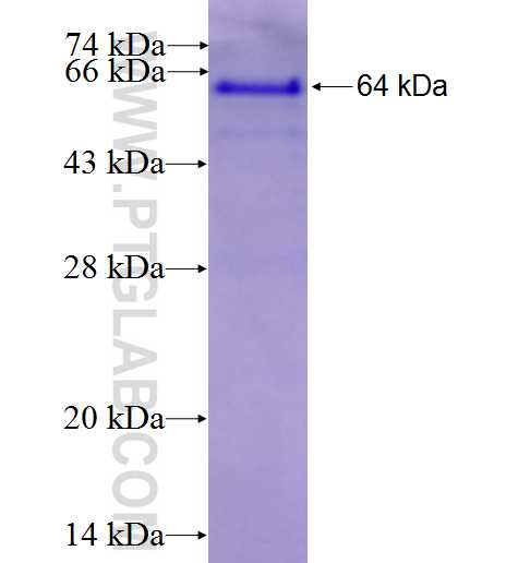 RIC8A fusion protein Ag1593 SDS-PAGE